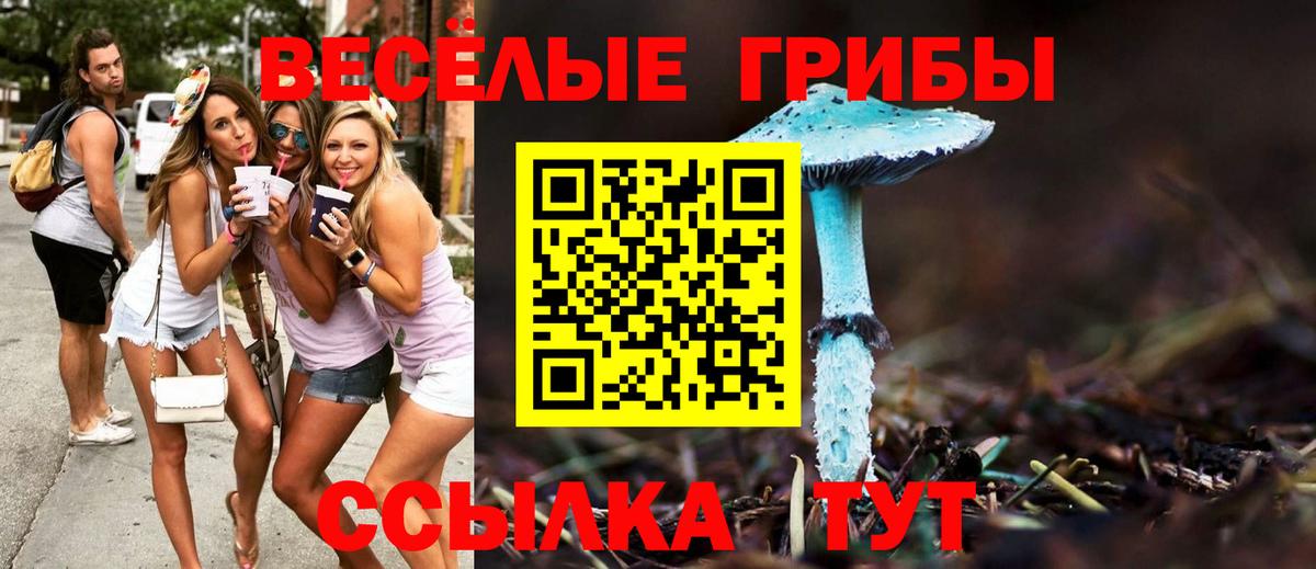 Галлюциногенные грибы Psilocybe Химки